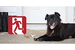 Including Your Pets in Your Emergency Plans