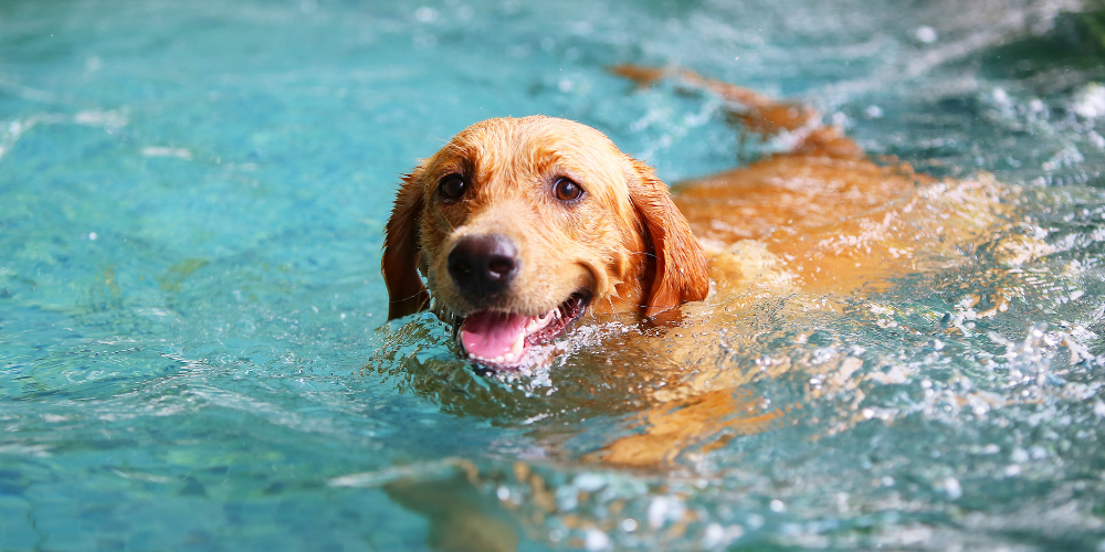 Water Safety for Dogs: Swimming Tips for Your Pooch