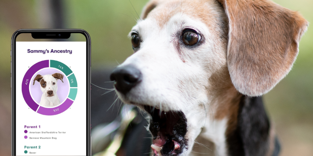 Dog DNA Test