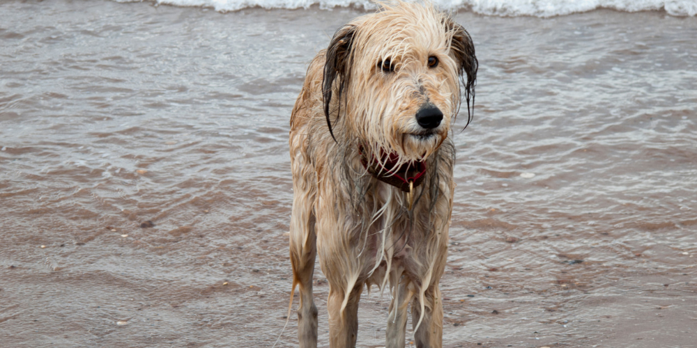 Dog wet at beach