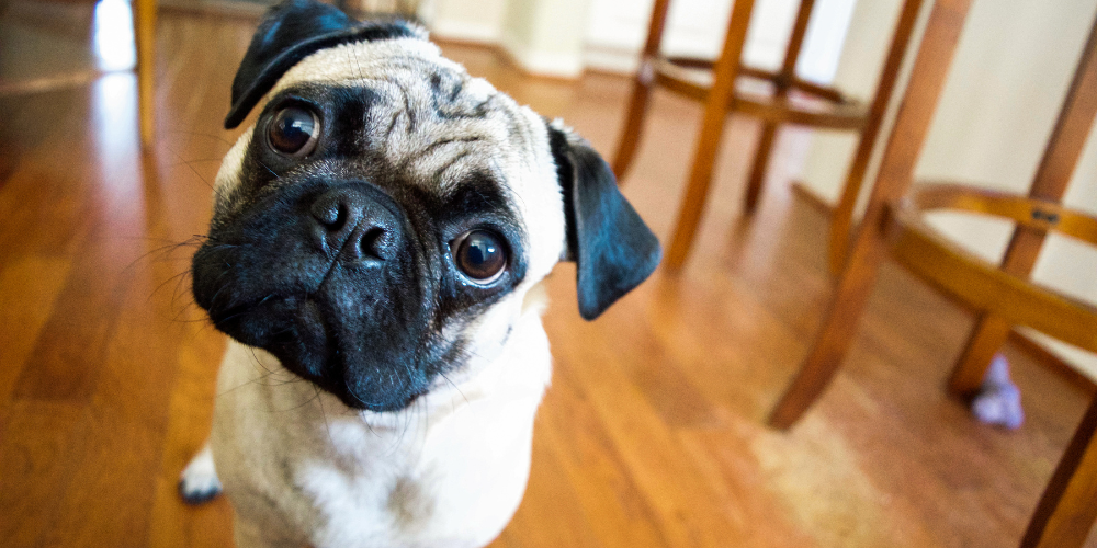 Confused Dog