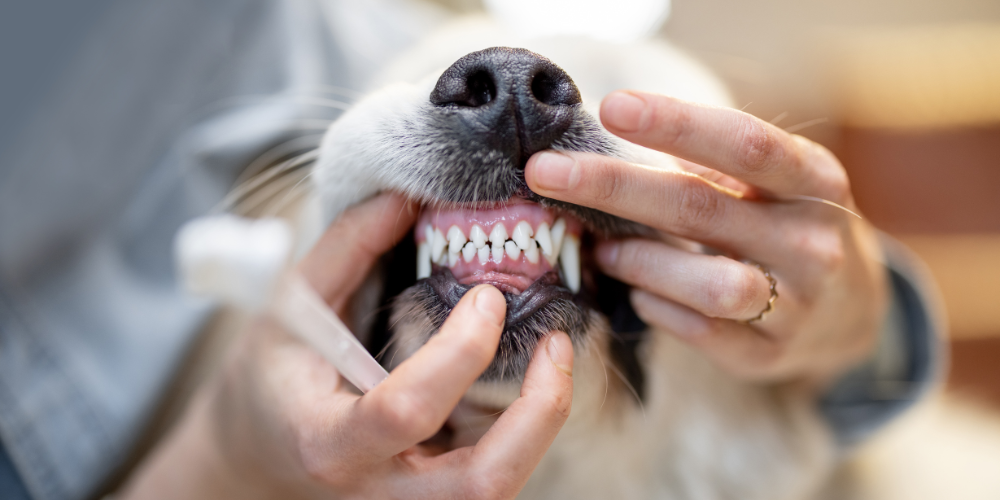 Dog Bearing Teeth
