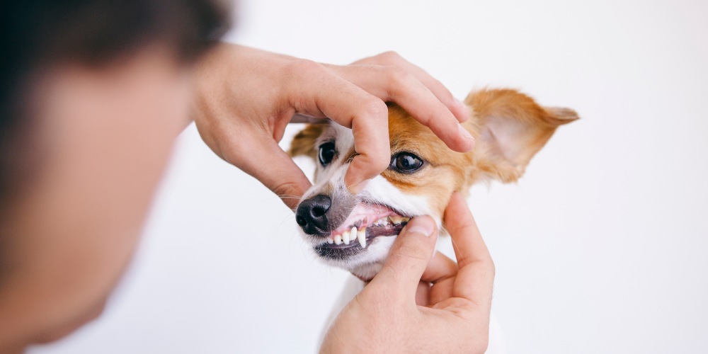 Small dog getting it's teeth checked