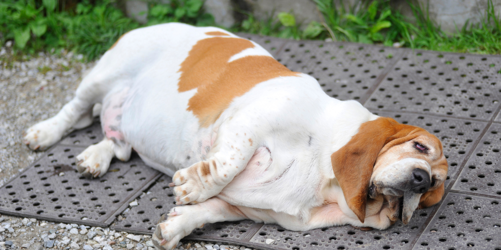 Overweight Dog