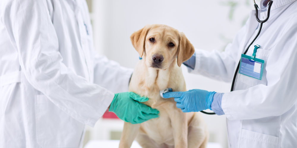 Chronic Kidney Disease in Dogs