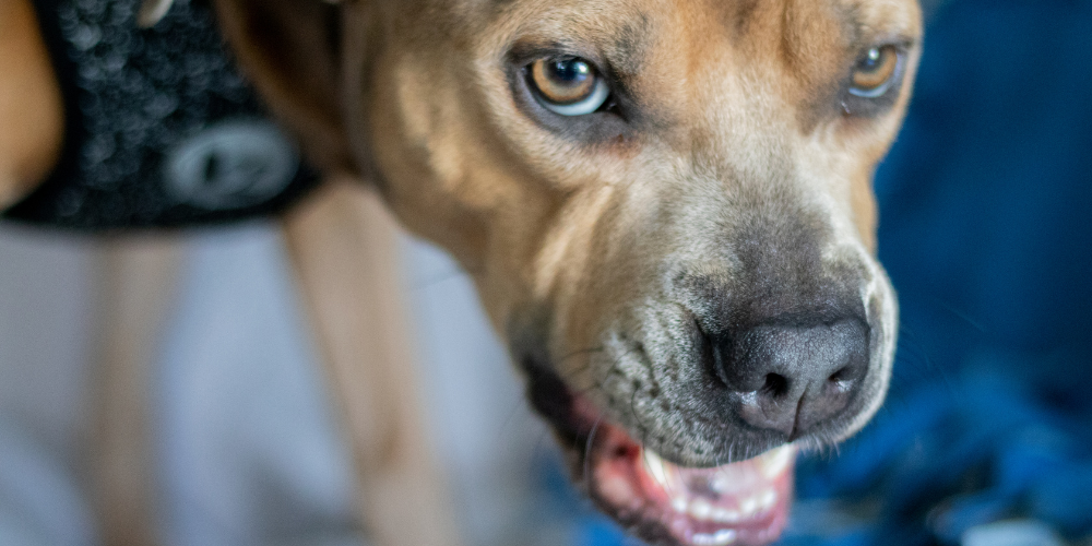 Rage Syndrom in Dogs