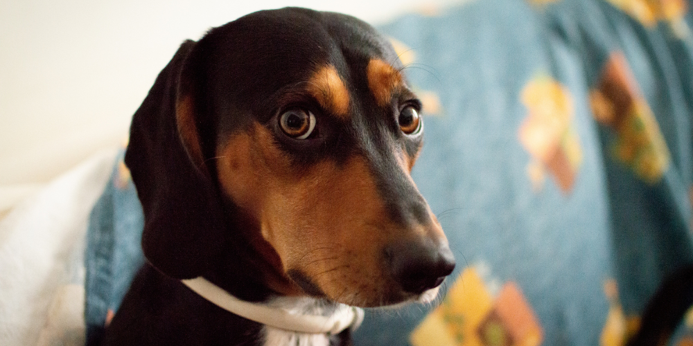 Dog looking worried