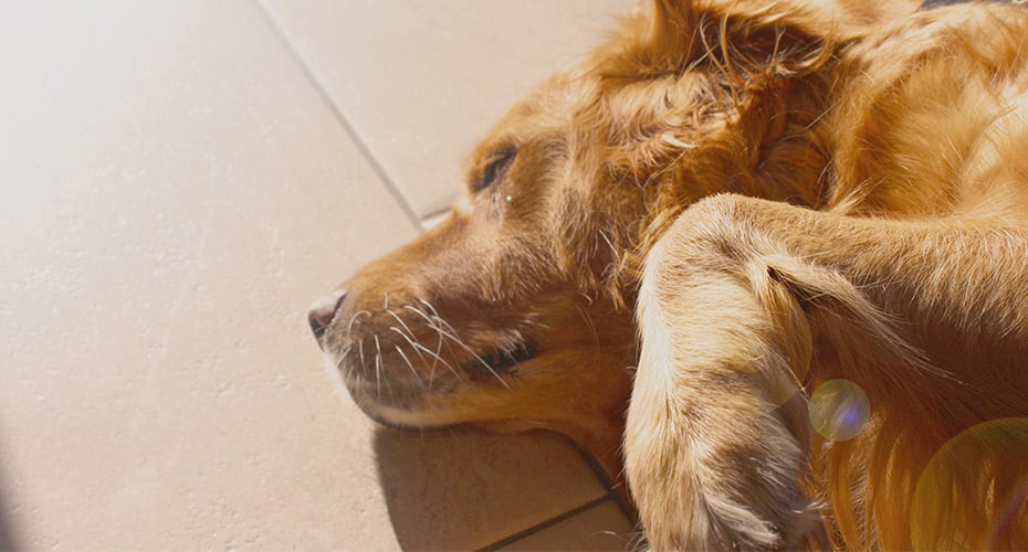 Online Pet Pharmacy - PetScripts.com.au