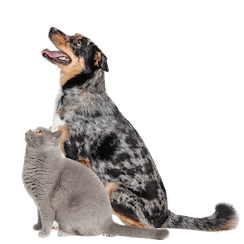 Dog and cat