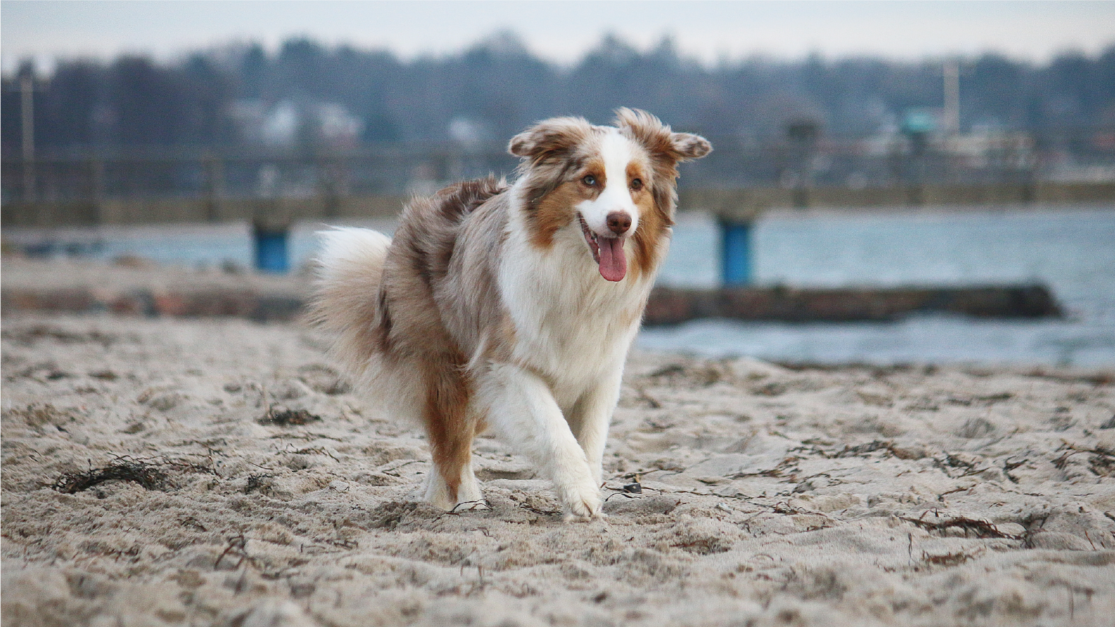 Happy dog enjoying its dream home